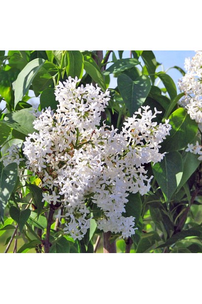 Бузок меєра Флауерфеста Вайт